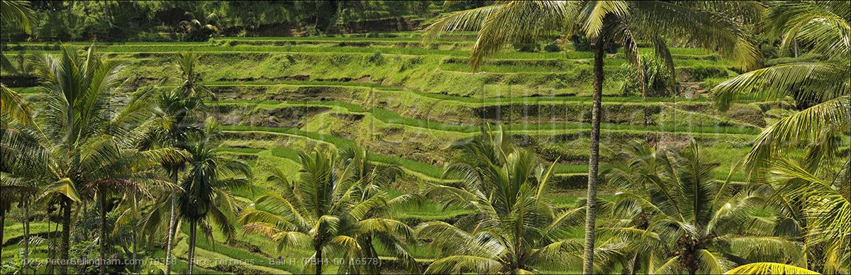 Peter Bellingham Photography Rice Terraces - Bali H (PBH4 00 16578)